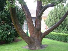 Tree in human skin (Prague Castle)