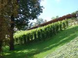 Passing the wine yards of Prague Castle 